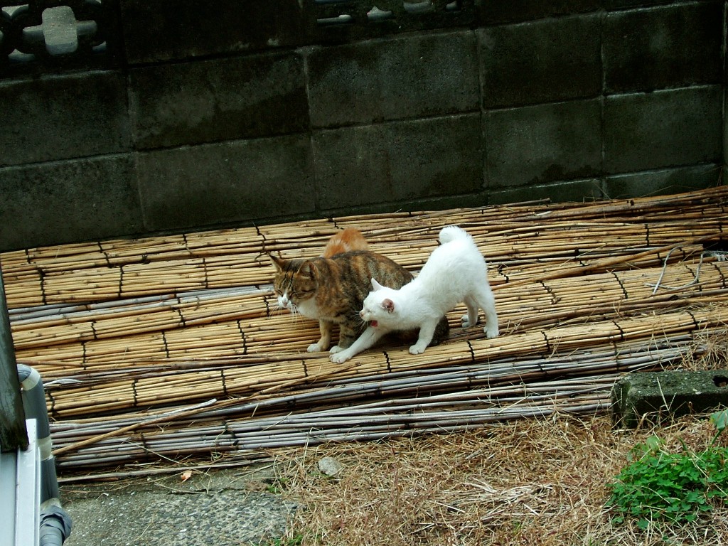 DSCF7453