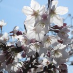 橘神社の桜